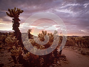 Sunset in Cholla Cactus Garden