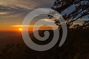 Sunset cliff and pine branches.