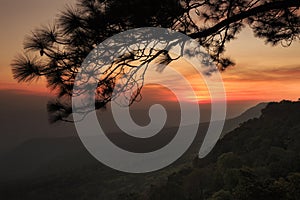 Sunset at cliff, with silhouettes of tree at (Pha Mak Duk) Phukradung National Park, Thailand photo