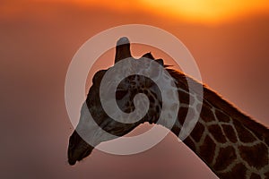 Sunset close-up giraffe portrait, Orange evening in Okawango delta in Botswana