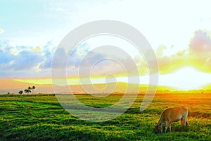 Sunset and clouds on the horizon