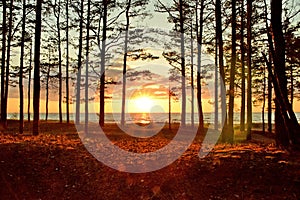 Sunset and clouds observing in forest