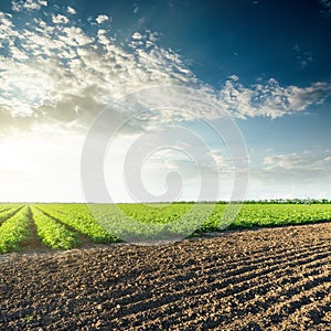 Sunset in clouds over agricultural fields with green tomatoes