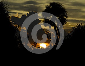 Sunset with Clouds and Palm Tree at Merritt Island National Wild