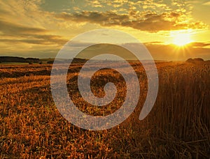 The sunset cloudy orange sky background. Setting sun rays on horizon in rural meadow.