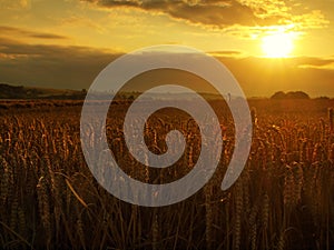 The sunset cloudy orange sky background. Setting sun rays on horizon in rural meadow.