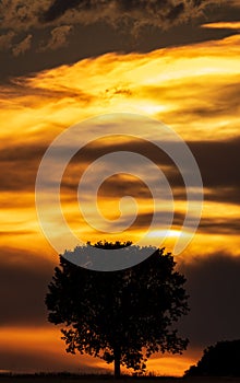 Sunset with cloudy orange sky and isolated tree, vertical composition