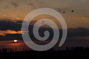 Sunset, cloudy sky with parts of intense orange color and a pair of birds flying