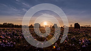 Sunset through clover and stones