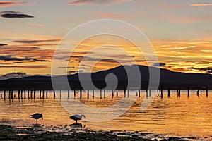 Sunset on the coast of Puerto Natales two ducks on the lake