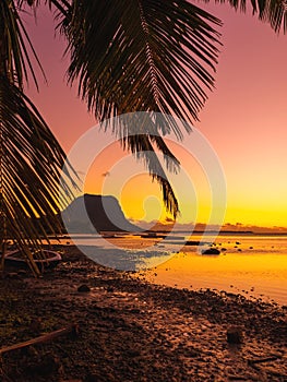 Sunset and coconut palm leaves with Le Morn mountain on background in Mauritius