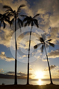 Sunset through the coconut trees on the coast of Hale& x27;iwa Beach