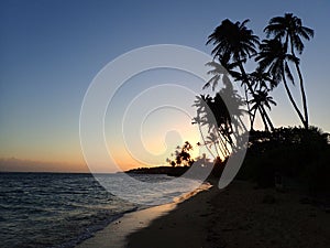 Sunset through Coconut Trees line Kahala Beach