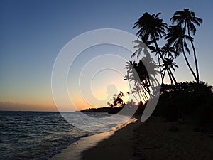 Sunset through Coconut Trees line Kahala Beach photo