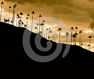 Sunset in Cocora valley, Colombia photo