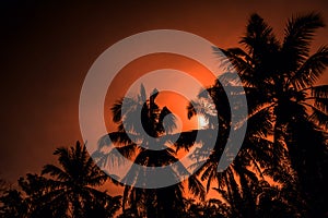 Sunset and cocunut tree summer background