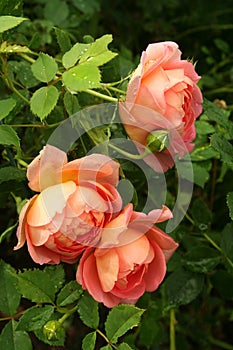 Peach-colored English roses in a spring garden after the rain