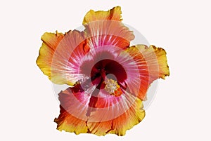 Sunset colored hibiscus flower isolated on white background