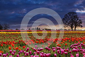 Sunset at Colorful Tulip Field springtime