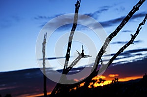 Sunset colors silhouette the lattice skeleton of a dead cholla cactus in the desert southwest