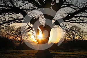 Sunset comes throughout Autumn Tree