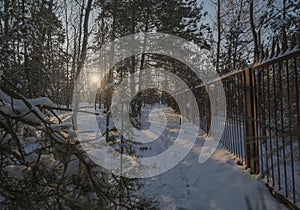 Sunset in a coniferous forest in winter aura - an old rusty steel fence next to the path