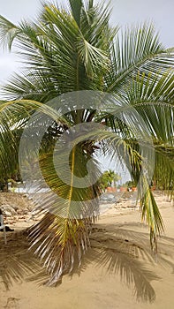 Coconut Tree Playa Corcega Stella , Puerto Rico Sunset photo