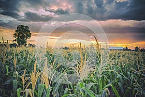 Sunset and Corn farm in Thailand.