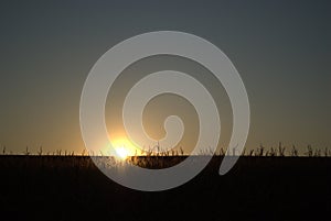 Sunset in a corn field in a summer evening