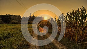 sunset in the corn garden