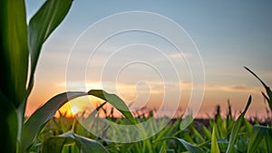 Sunset with corn leafs at sun light on the field