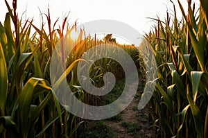 Sunset Corn Maze Pathway