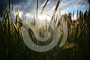 A sunset in the cornfield