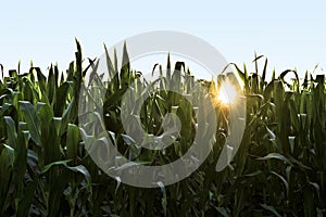 Sunset in Cornfield