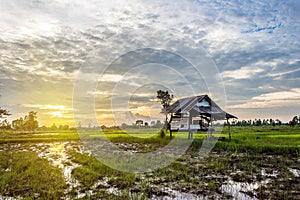 Sunset Cottage in cornfield