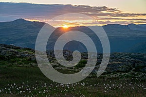 Sunset and cotton flowers in the beautofil scenic vivid norwegian mountains.