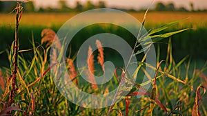 Sunset countryside grass