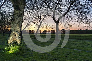 Sunset on countryside landscape with avenue of trees along the roadside