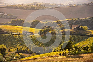 Sunset in countryside with vineyard in fall