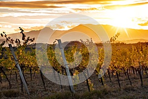 Sunset in countryside with vineyard in fall