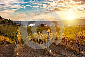 Sunset in countryside with vineyard in fall