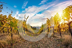 Sunset in countryside with vineyard in fall