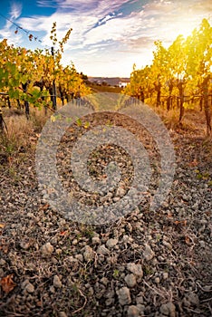 Sunset in countryside with vineyard in fall