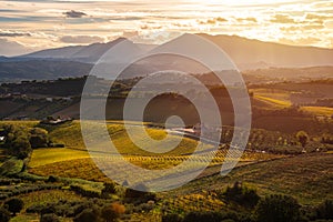 Sunset in countryside with vineyard in fall