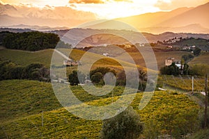 Sunset in countryside with vineyard in fall