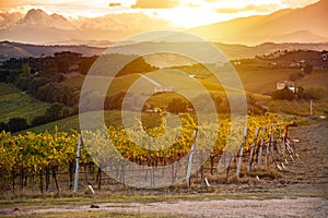 Sunset in countryside with vineyard in fall