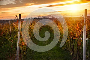 Sunset in countryside with vineyard in fall