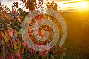 Sunset in countryside with vineyard in fall