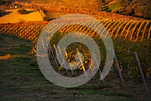 Sunset in countryside with vineyard in fall