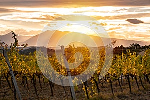 Sunset in countryside with vineyard in fall